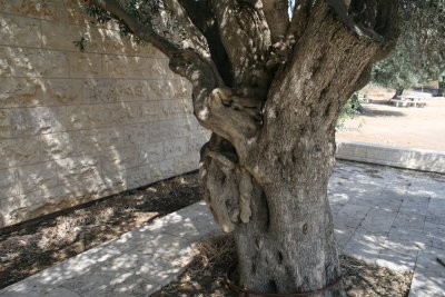 IMG_3834 olive tree old--.JPG