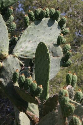 IMG_3866c cactus.JPG