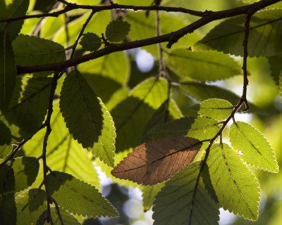 20100828_BackYard_0039.jpg
