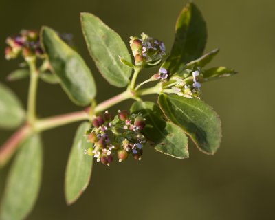 20100828_BackYard_0125.jpg