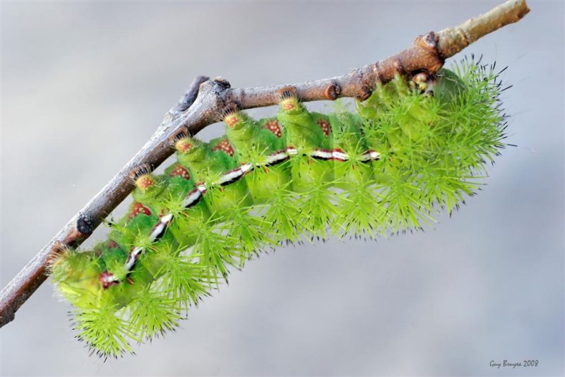 Iris Eyed Silkmoth (Automeris iris)