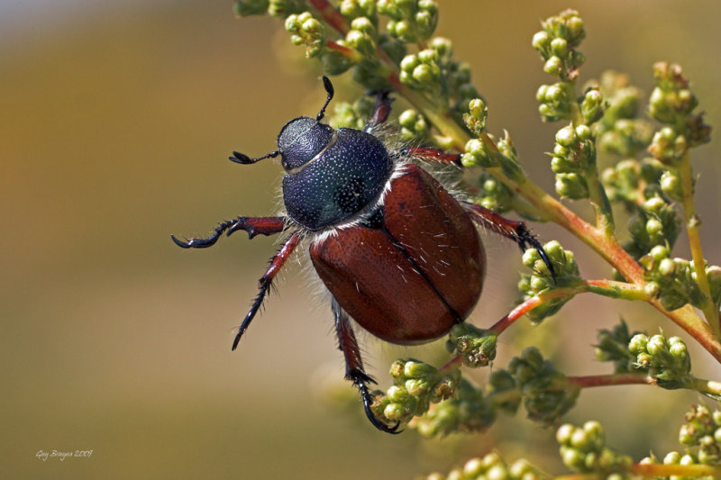 Little Bear Scarab (Paracotalpa ursina)