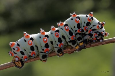 Calleta Silkmoth (Eupackardia calleta)