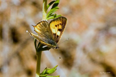 Hermes Copper (Lycaena hermes)