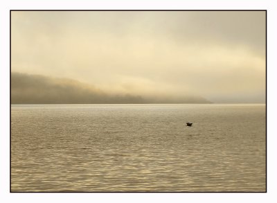 Grey heron in the morning fog