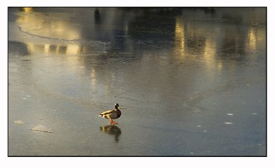 Donald Duck on ice