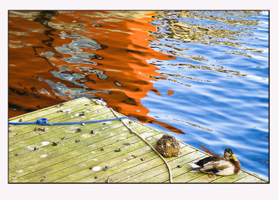 Ducks and reflection