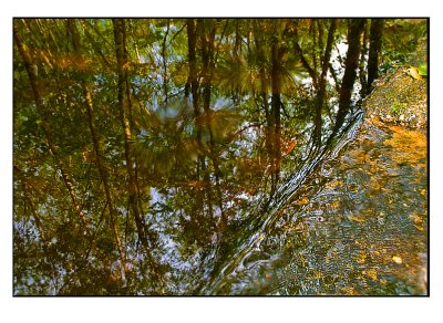 Reflection in a small stream