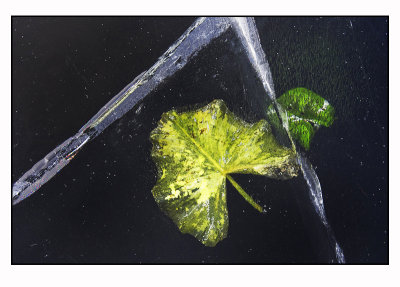 Leaf in ice # 8