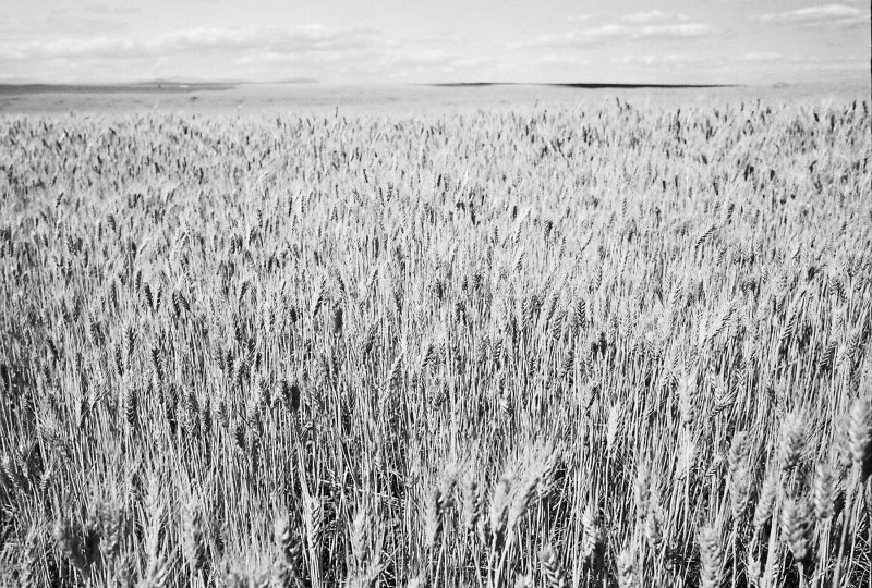 Wheat Ready For Harvest