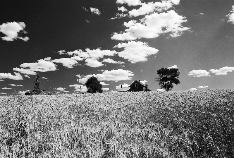 Old Homestead In Wheatfield