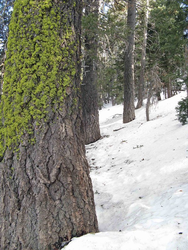 Snow Covered Trail Above ,, A Good Crampon Day