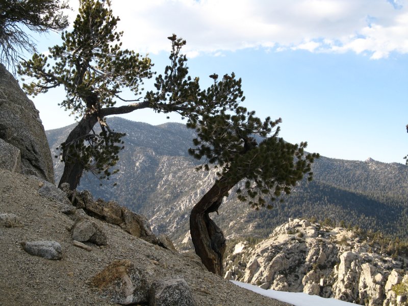 Trees Near Top Of Tahquitzs Peak