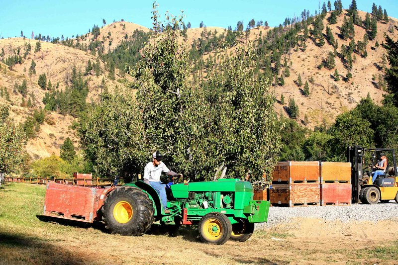 Jeff Hallman Hauling Red Barlett Pears With Older John Deer IN Ardenvoir