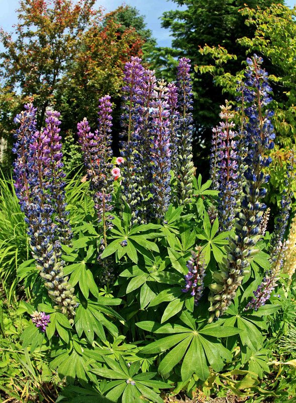   Fisheye  Lupines