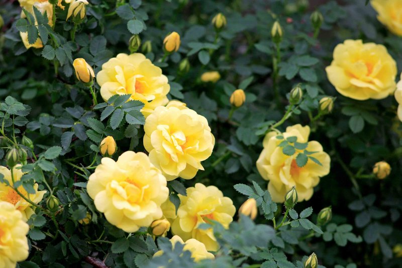 Martys Roses ( Mad River Valley )