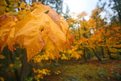 Leaves In Stehekin Valley After Hard Fall Rain