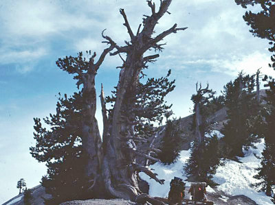 Ancient  Limber Pines  Near the Summit Of Baden Powell 