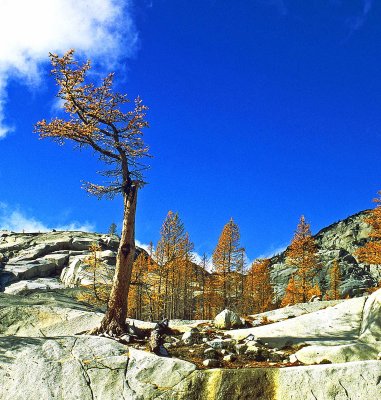 Larch And Sky