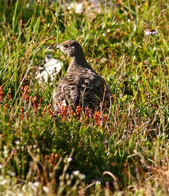 Female Blue Grouse Along Pacific Crest Trail ( Near Hart's Pass )