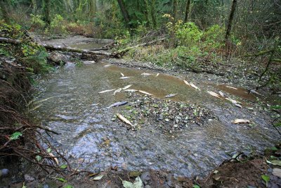 Forest Creek Littered With Salmon Carcasses
