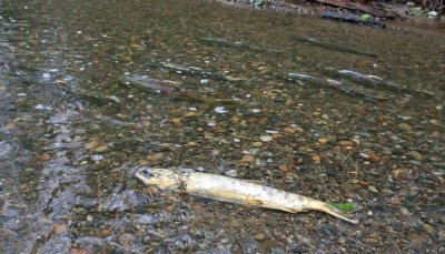 Spawning Salmon Swim By One Of Their Dead