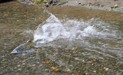 Salmon Flys Over Gravel Bar On Low Water