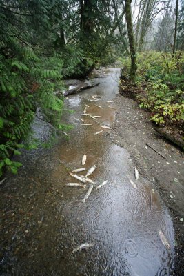 Dead Salmon Line Creek