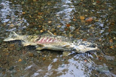  Spawned Salmon Will Be Food For Many Fish , Birds ANd Forest Dwellers