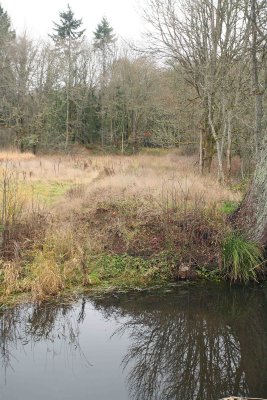 Oregon Trail  Roadbed  At Former Bridge Site Across Scatter Creek