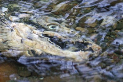  Goolish Face  Of Dead Male Salmon!!!