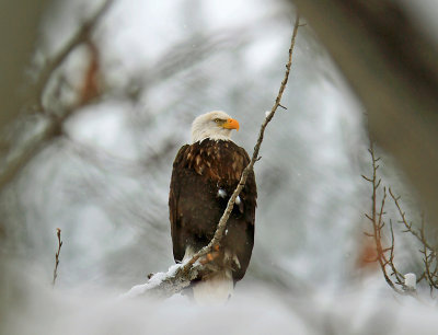 Eagle  Through The Trees  Near Mouth Of The Mad River