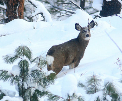 Muley Spike With Face Full Of Snow,,