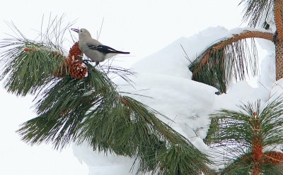 Clark's  Nutcracker  Doing What They  Do Best In The Wild