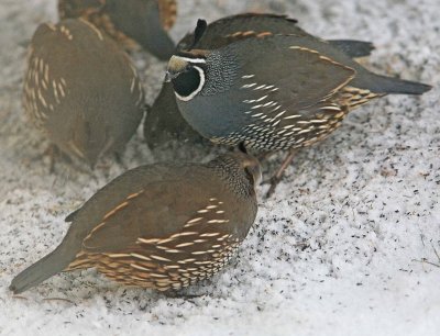 Backyard Quail