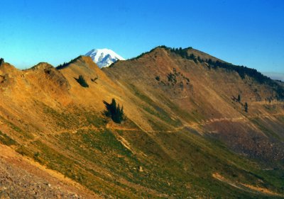 View Of Mt. Rainier  Peeking Over Crest Rim Near Shoe Lake