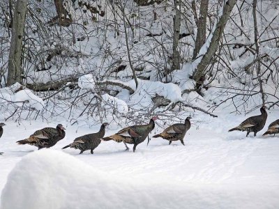 Wild Turkeys  Walking Up The Frozen  Mad River 