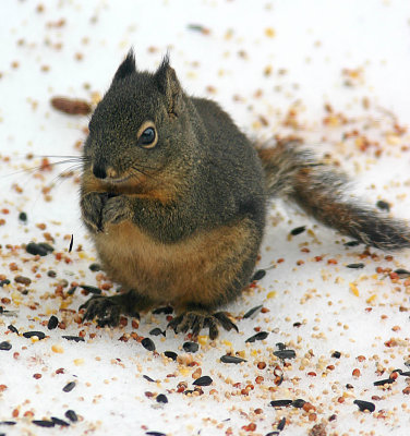  Secret Squirrel ,,, King Of My Feeder