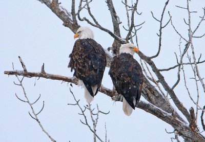 Eagle Mates Share Roost Over Entiat River