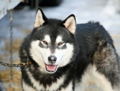 Great Looking Sled Dog