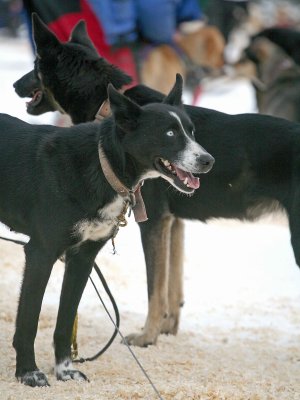Mark Stamm's Lead Dog,, Know's The Way To Nome,, MOre Than Once!!