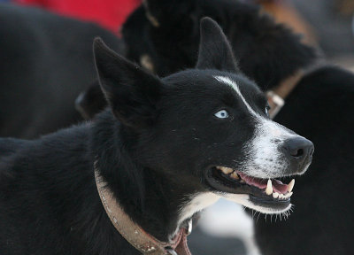Winning Lead Dog  ( Fastest Dog At Quest )