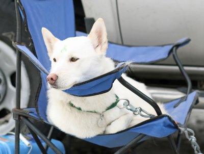 Musher Larry's  Little Princess  Lead Dog After The Race