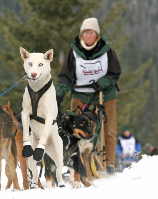 Wendy Arrotta's Lead Dog Trying To  Jump And Gun  At Trinity Start