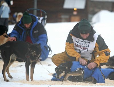 Dean Stickney Readies One Of His Dogs , With Frank Caccavo IN Background Doing The Same