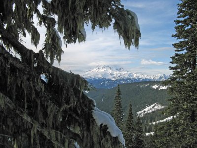 Snowshoer's View Of Rainier Thru The Trees From Pacific Crest Trail