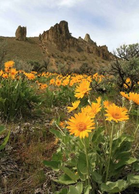 Verticle View Of Saddle Rock Spring Time,,