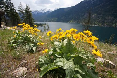 Arrowleaf Balmsom Root Blooms Line View Of Lake Chelan From Trail In May