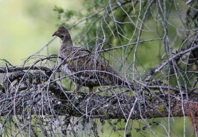 Female  Hen Blue Grouse 