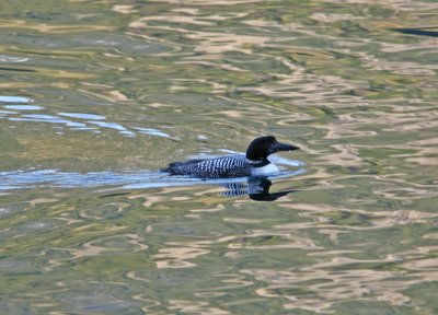 Loon Out On A Morning Hunt,,